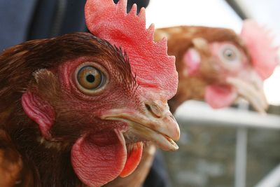 Bird flu confirmed on commercial poultry farm