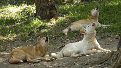 Patrols increased as dingo attacks man at tourist spot