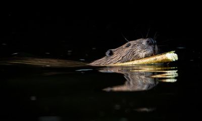 Beavers have made a comeback in Britain, but not everyone is happy