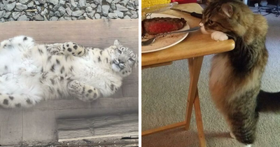 50 Times Cats Went Belly Up And Showed Off Their Adorable Tummies