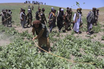 Afghan opium cultivation bouncing back amid Taliban clampdown