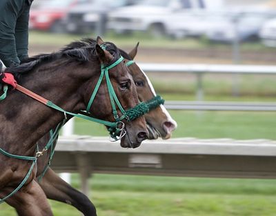 Racing Tips: Andrew Mount's Wednesday Picks - November 6th - Sportscasting UK