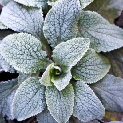 Do perennials need to be protected from frost? Some do – and leaving them unprotected could spell disaster for your plants