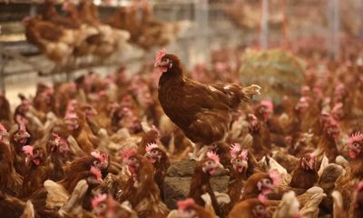 Bird flu outbreak confirmed at East Yorkshire poultry farm