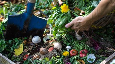 Can you compost weeds? Experts share top tips for safely adding weeds to your heap, plus which ones never to compost