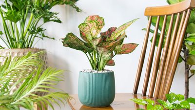 5 colorful houseplants to warm up your home this winter