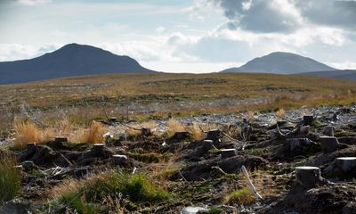 Nature campaigners urge UK taxpayers to take stakes in forest projects