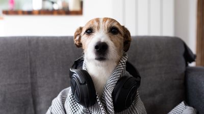 Dog trainer reveals one thing you want to avoid doing if you use music to mask the sound of fireworks