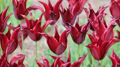 I have planted thousands of tulips and daffodils as a professional gardener – and these are the bulb planting trends that will dominate in 2025