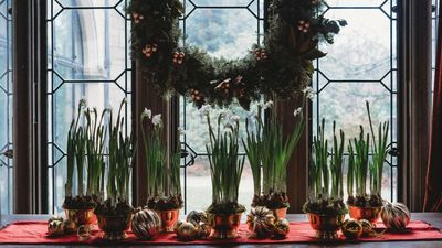 When Should You Plant Paperwhites? Grow These Pretty Blossoms Now — For a Delightful Christmas Bloom