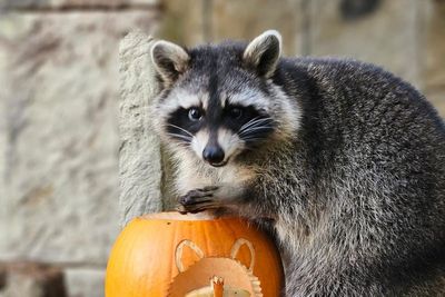 Fourth escapee racoon caught and returned to zoo