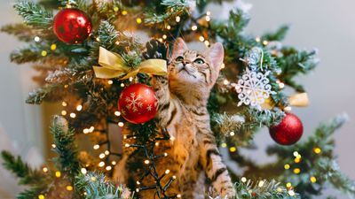 40 cat Christmas jokes that are purr-fectly hiss-terical