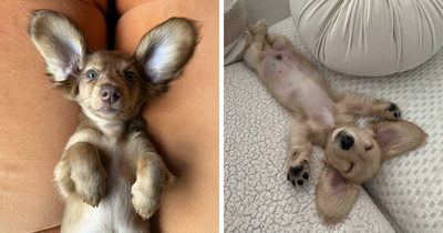 152 Photos That Prove Sausage Dogs Are The Cutest