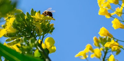 Making farming better for bees: can we breed crops that produce more nectar and pollen?