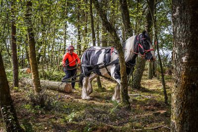 Horses used for logging in electricity network projects