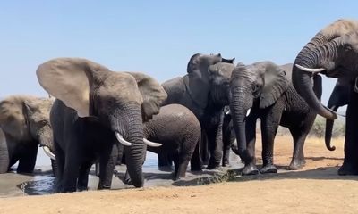 Watch: Entire elephant herd becomes quiet as it listens for danger