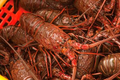 Police investigate after live lobsters are stolen from underwater storage pen