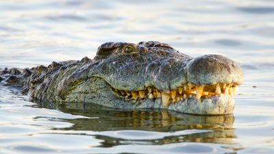 Crocodile quiz: Test your knowledge on the prehistoric predators