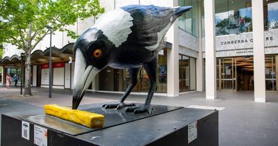 Big Swoop flies the coop: Giant magpie has moved to a new location