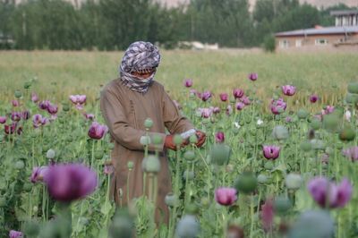 Afghanistan Poppy Cultivation Grows 19 Percent Despite Ban: UN