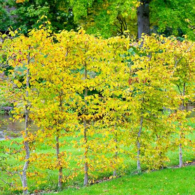 Never ignore fallen leaves from this one tree – unless you want to risk it killing your grass