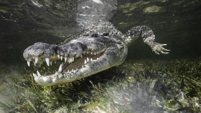 Alligator and crocodile news, features and articles