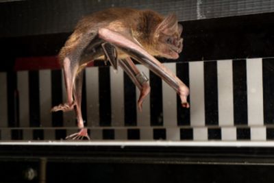 Vampire bats made to run on treadmills – revealing the secret of how they use blood