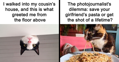 50 Cat Pics From The Online Group Dedicated To Raising People’s Spirits One Kitty At A Time