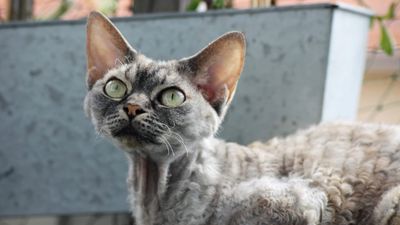 Non-shedding cats: 10 cats that don't shed (much!)