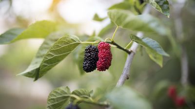 How to grow a mulberry tree – a low-maintenance and wildlife-friendly tree with harvests of unique fruits