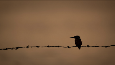 Incredible photo of silhouetted kingfisher was my ‘catch of the day’