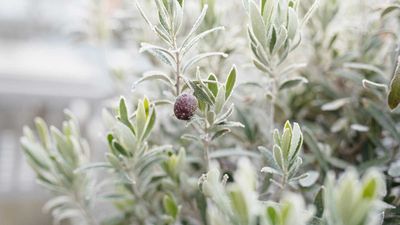 8 plants to bring indoors in November – to overwinter and keep safe from frost