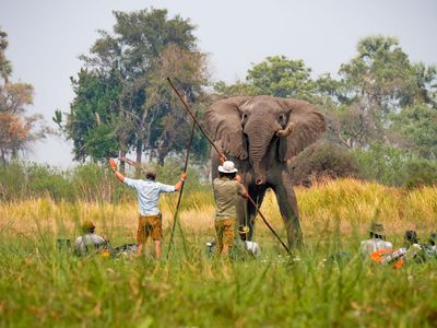 Do elephants get PTSD? This conservationist thinks so