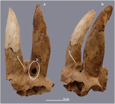 Archaeologists perplexed to find strangely modified sheep horns in ancient Egypt