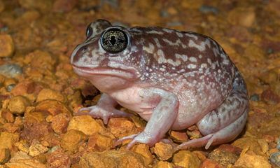 From local pond to outback dunny, Australia’s biggest frog count is here – and researchers need your help