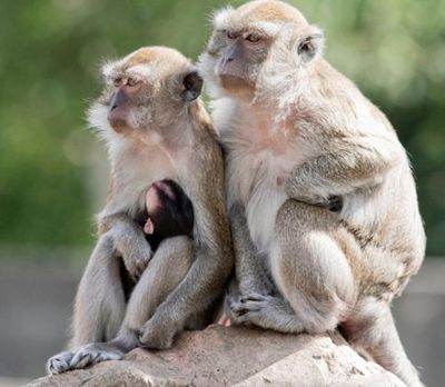 Forty-three monkeys at large in South Carolina after escaping research facility