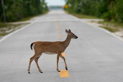 Florida’s iconic Key deer face an uncertain future as seas rise