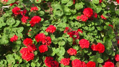 How to overwinter geraniums – expert advice for looking after these tender perennials in the cold