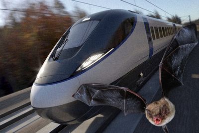 HS2 spending more than £100m to build bat ‘shed’