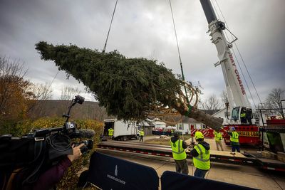 A green giant: This year's 74-foot Rockefeller Christmas tree is en route from Massachusetts