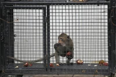 43 Monkeys Escape From South Carolina Research Facility