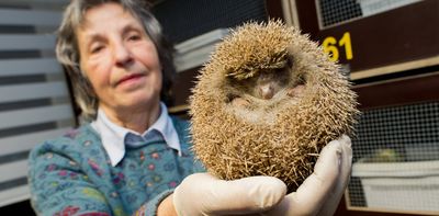 When should you rescue a hedgehog? An expert guide