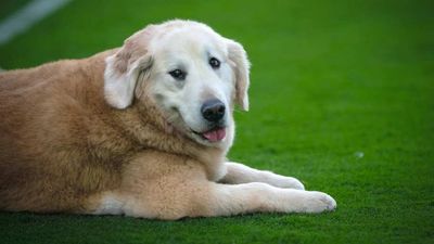 Fans Pay Tributes to Kirk Herbstreit’s Legendary Dog, Ben, After Sad News