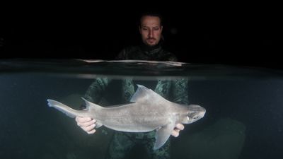 Incredibly rare, ghostly white shark discovered off Albania