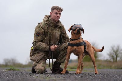 Pictures show military dogs wearing new equipment after £3.1m MoD contract