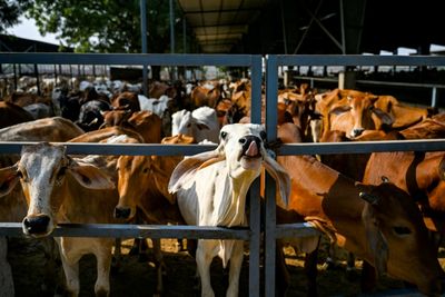 Sacred Cow: Coal-hungry India Eyes Bioenergy To Cut Carbon