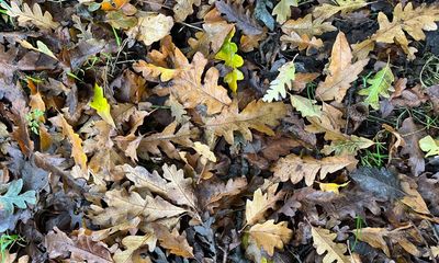 Country Diary: A quiet autumn for acorns so far – but this oak tree is being productive