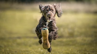 I needed speedy reflexes and the right camera settings to get this amazing photo of a bouncy dog mid-flight