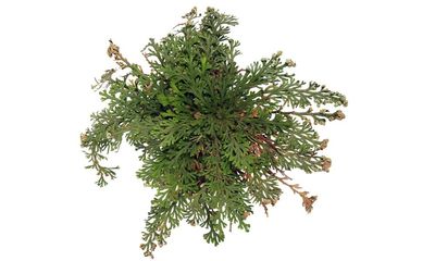 Houseplant of the week: resurrection plant