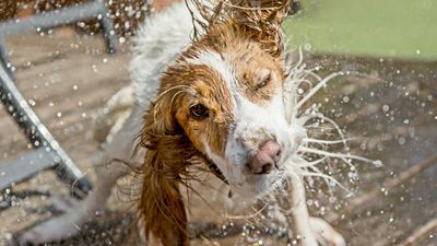 We finally know why dogs shake when they're wet